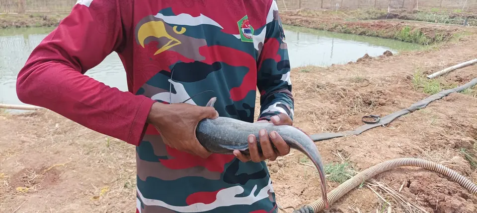 Peternak memeriksa kualitas ikan hasil budidaya langsung di kolam
