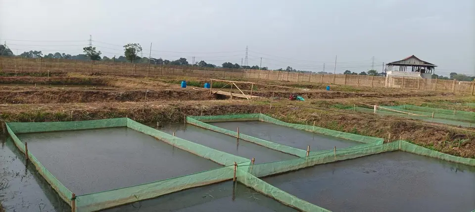 Sederet kolam budidaya berjaring pelindung di area Mina Agro Sukses, Subang