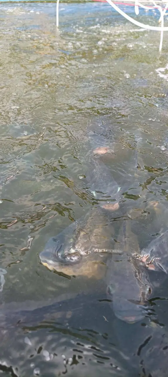 Ikan bergerak aktif di permukaan kolam