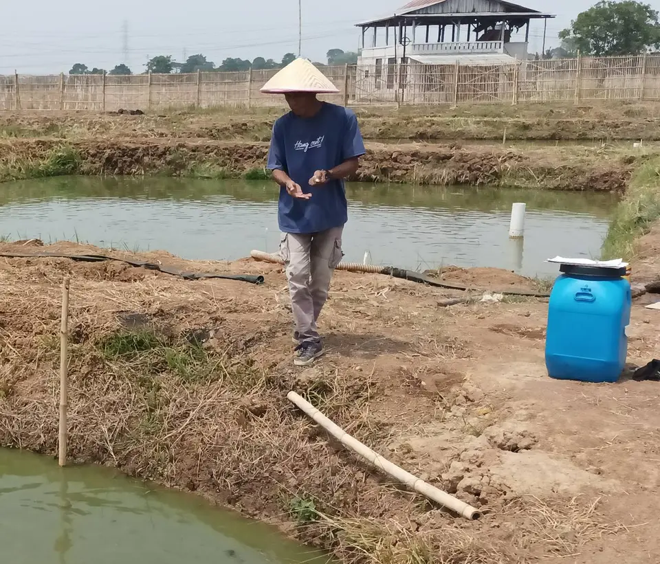 Peternak menyiapkan pakan di tepi kolam tanah