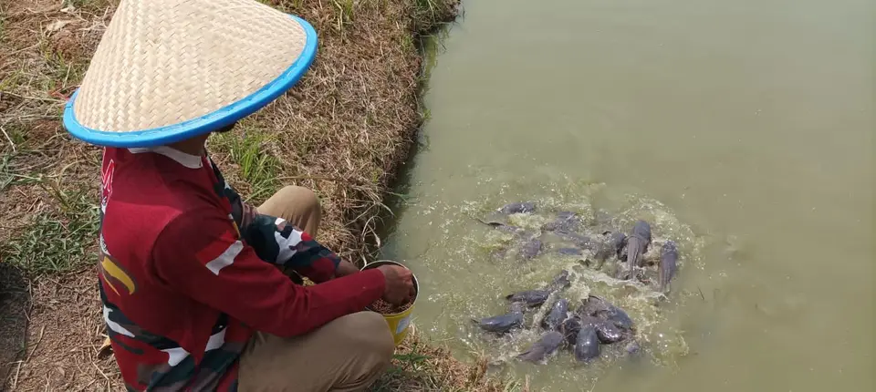 Peternak berlutut di pinggir kolam memberi pakan ikan