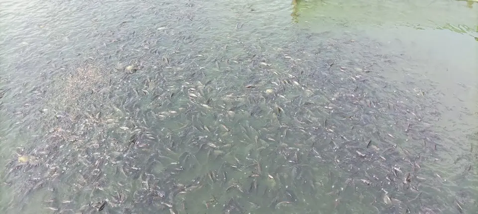 Kawanan ikan berkumpul di permukaan kolam
