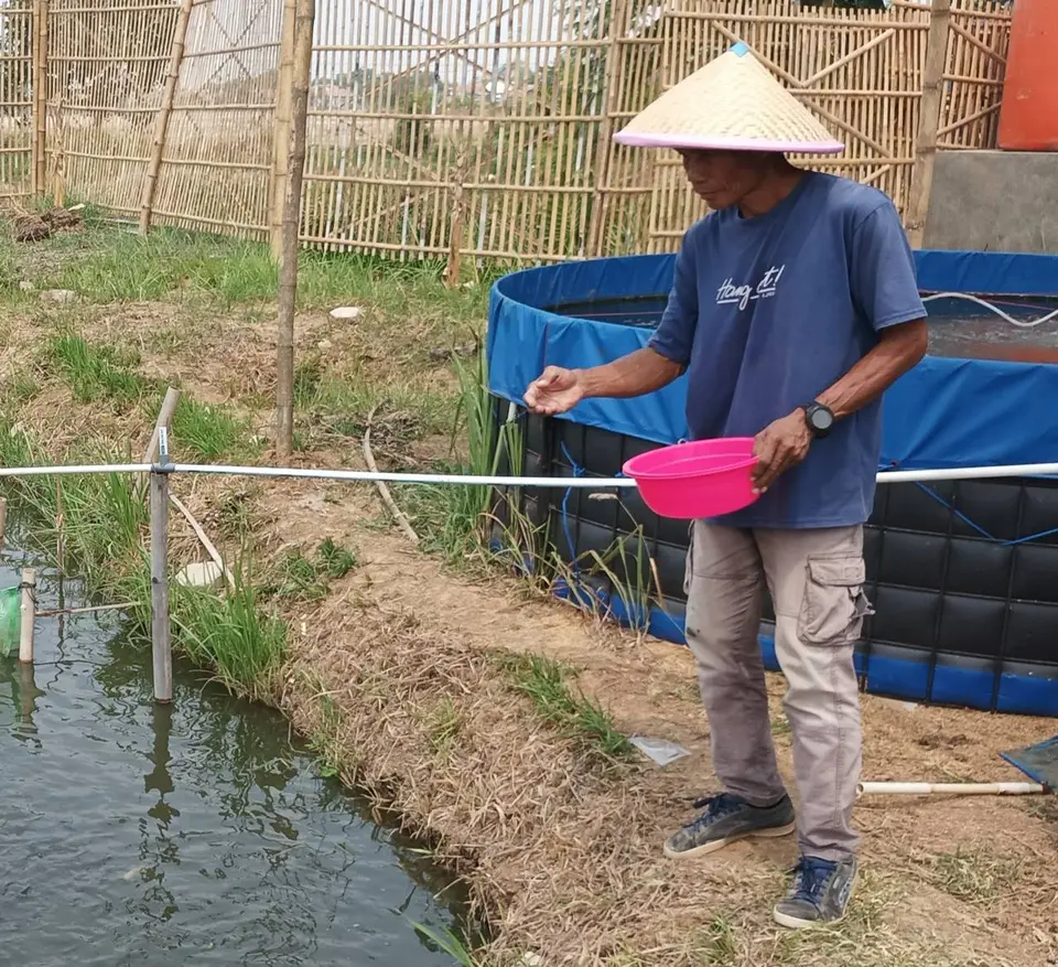 Peternak menebarkan pakan ikan dengan tangan di kolam terpal