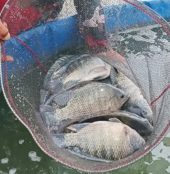 Peternak memanenkan ikan nila menggunakan jaring di kolam budidaya
