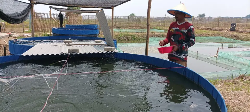 Peternak memberi pakan ikan di kolam terpal berbentuk lingkaran di area budidaya Mina Agro Sukses